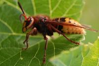 Vespa crabro