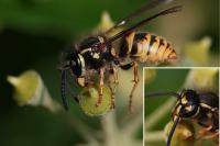 Vespula vulgaris
