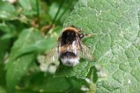 Bombus