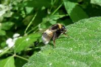 Bombus