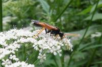 Tenthredo campestris