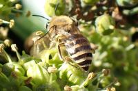 Colletes hederae