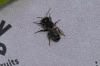 Megachile ericetorum