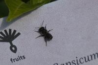 Megachile ericetorum
