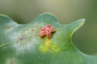 Neuroterus albipes