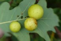 Cynips quercusfolii