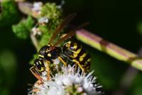 Polistes dominula