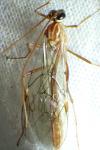 Ophion obscuratus