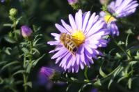 Apis mellifera
