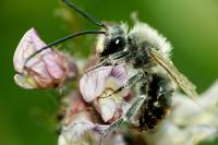 Eucera nigrescens