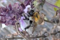 Bombus pascuorum