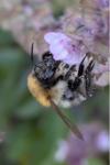 Bombus pascuorum