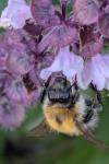 Bombus pascuorum