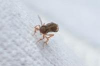 Microterys