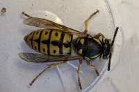 Vespula germanica