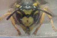 Vespula germanica