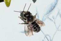 Megachile centuncularis