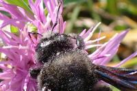 Xylocopa violacea
