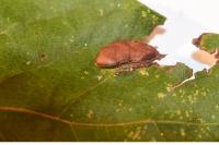 Euura bridgmanii