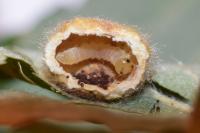 Euura pedunculi