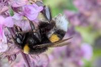 Bombus