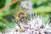 Apis mellifera