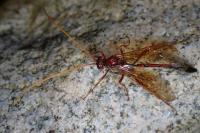 Eremotylus marginatus