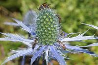 Andrena hattorfiana