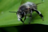 Anthophora plumipes