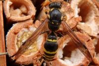 Ancistrocerus
