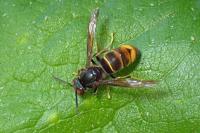 Vespa velutina