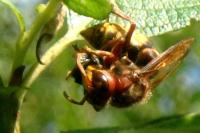 Vespa crabro