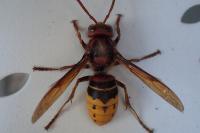 Vespa crabro