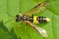 Tenthredo temula