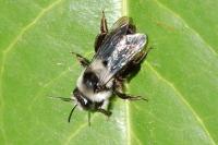 Andrena cineraria