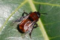Andrena fulva