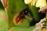 Osmia cornuta