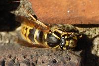 Vespula vulgaris