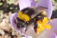 Bombus pratorum