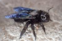 Xylocopa violacea