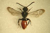 Nomada fabriciana