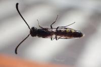 Monosapyga clavicornis