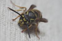 Vespula vulgaris