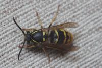Vespula vulgaris