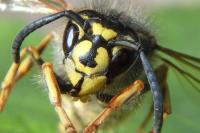Vespula vulgaris