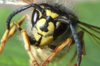 Vespula vulgaris