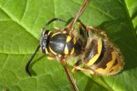 Vespula vulgaris