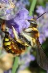 Anthidium manicatum