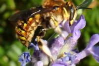 Anthidium manicatum