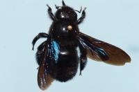 Xylocopa violacea